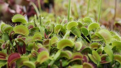 A venus fly trap plant