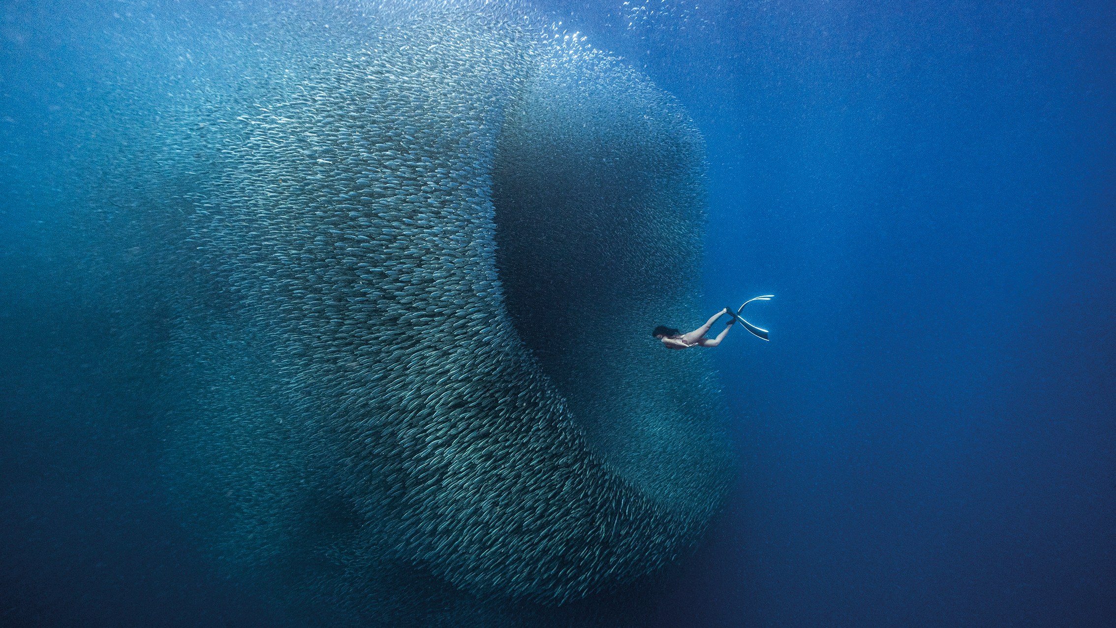 A freediver swims gracefully alongside a large, swirling school of fish in deep blue ocean waters, creating a stunning underwater scene