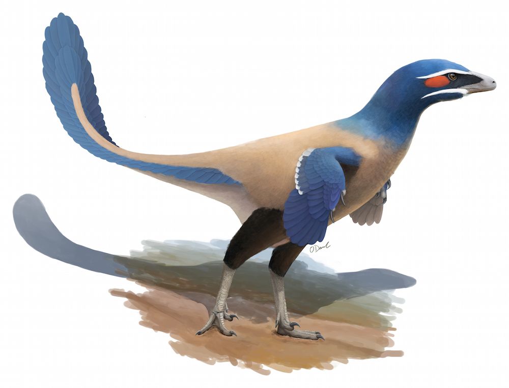 Illustration of Albertavenator dinosaur