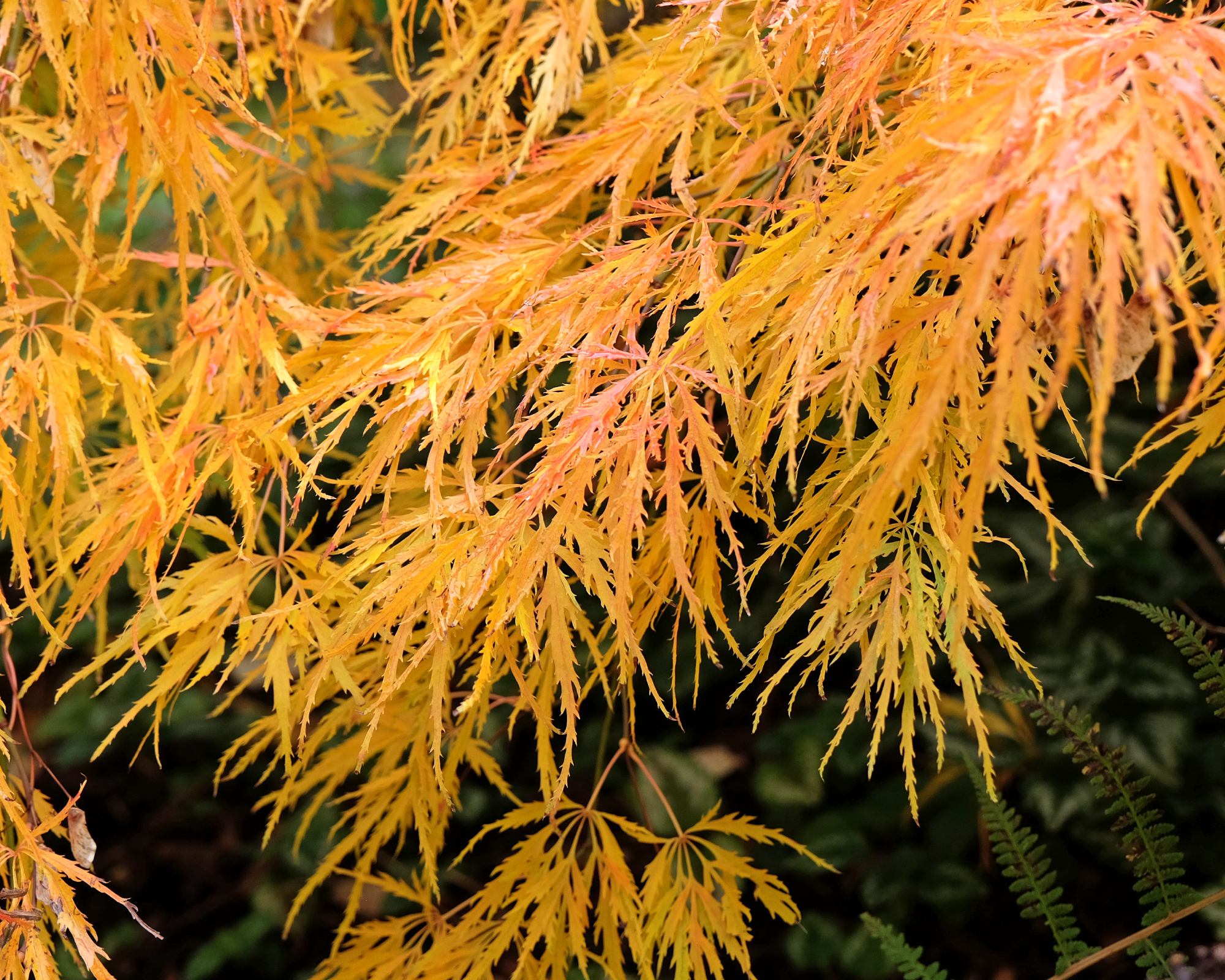 Gold lace-leaf Japanese maple