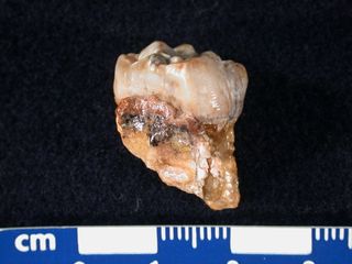 national science foundation, nsf, research in action, ria, Sandi Copeland, Max Plank Institute for Evolutionary Anthropology, human evolution, ancient human ancestors, human ancestors, hominid ancestors, laser analysis of teeth, ancient human home range, 