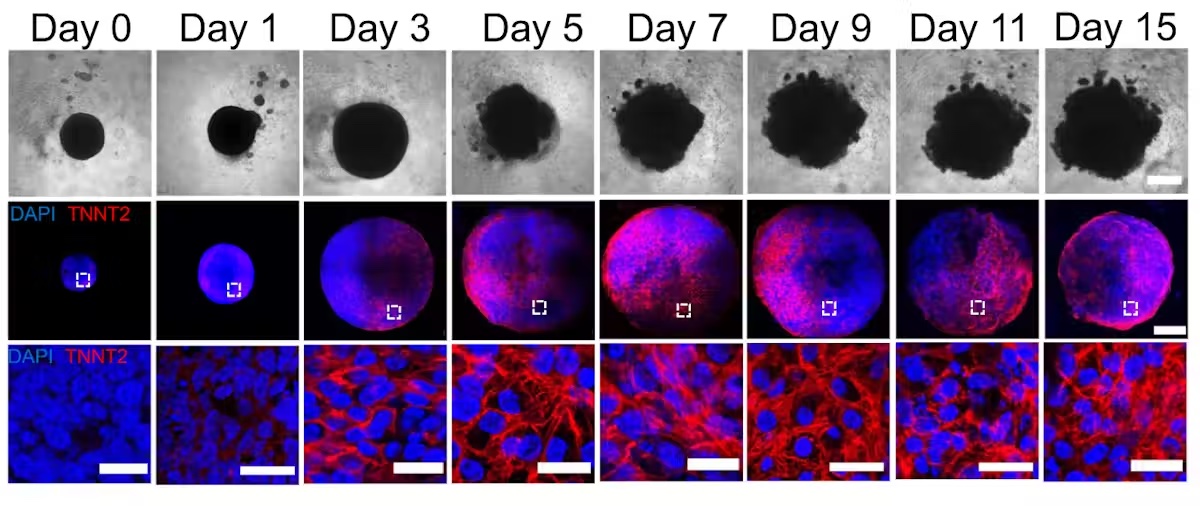 3 rows of immunofluorescence images of the heart organoids. The first row is black and white, followed by blue and red wide shots and then a blue and red close ups on the cells