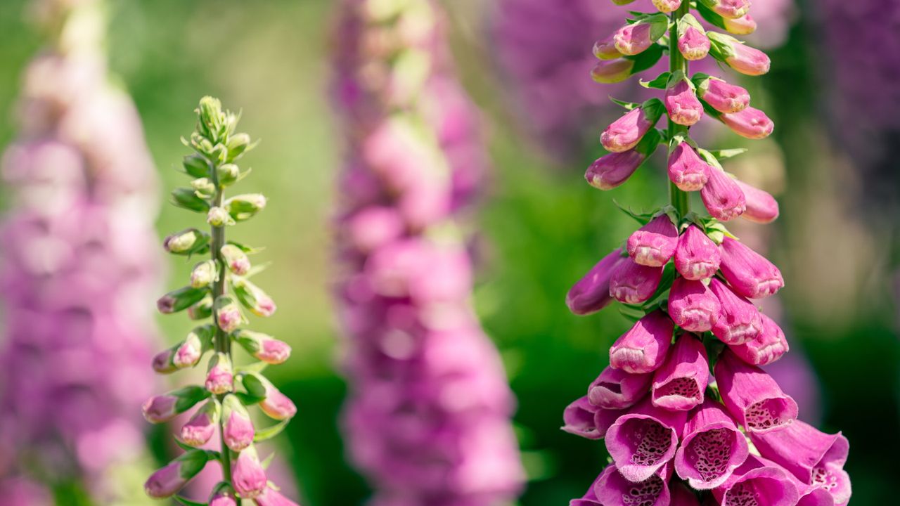 Pink foxgloves flower spikes in bloom