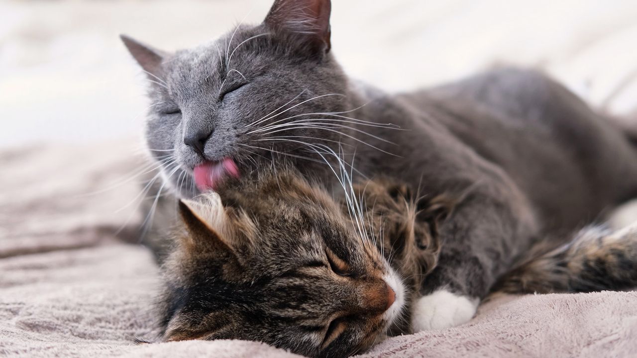 Why do cats lick each other? Why do cats lick each other?