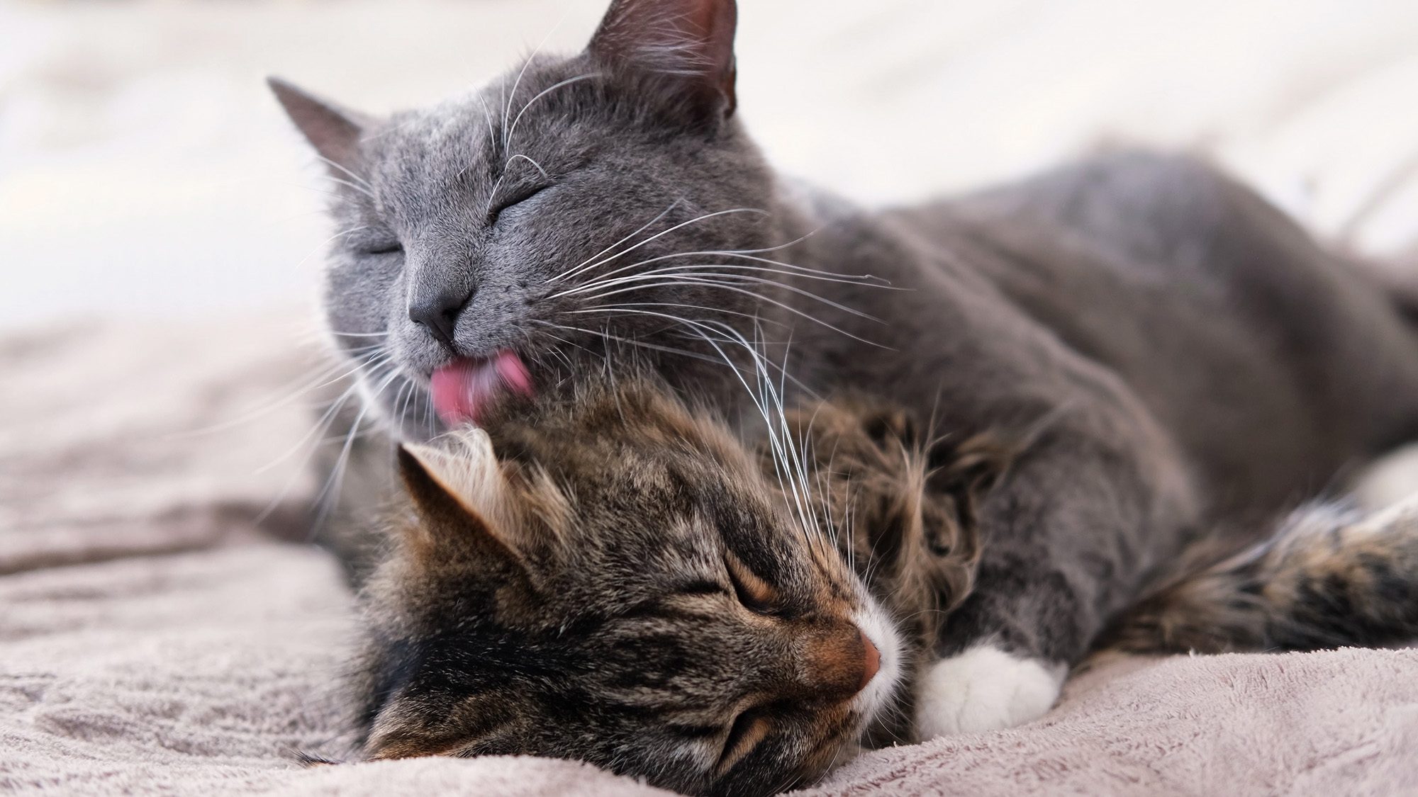 Two gray cats groom each other on a blanket.