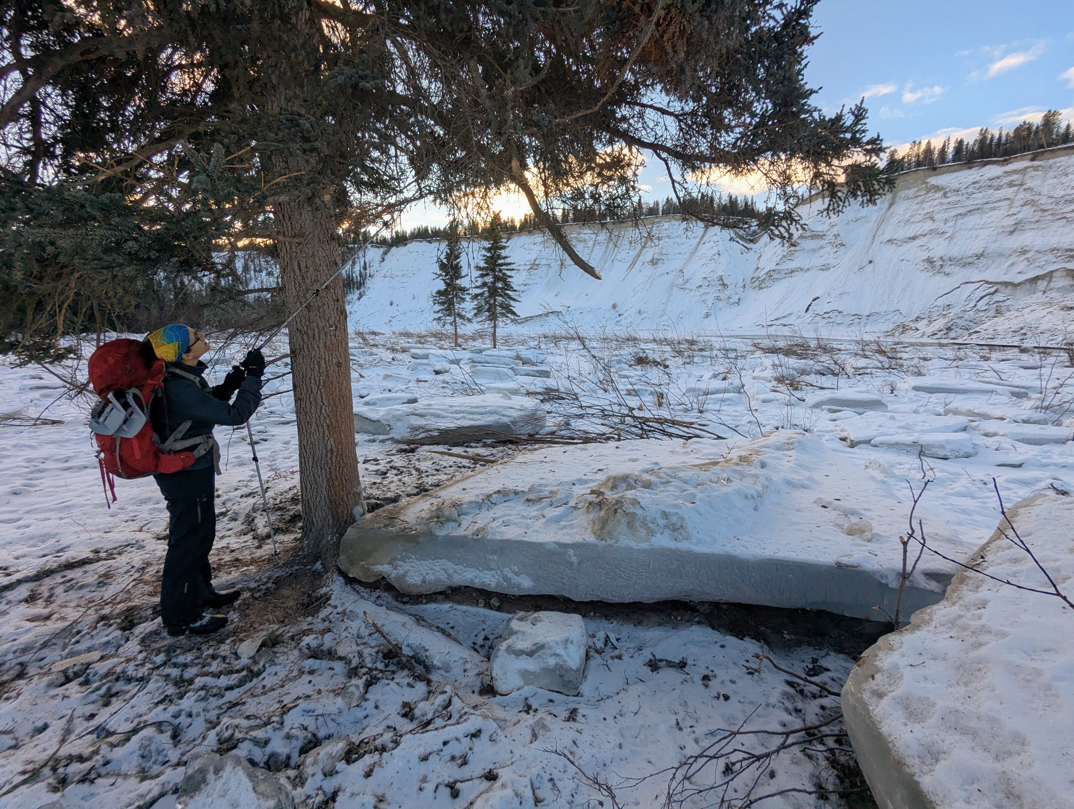 Photograph of the site where a landslide occurred in Canada&#039;s Yukon territory last December showing severed trees covered in snow. Person stands next to ice slab.