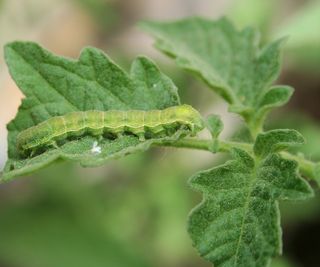 Cabbage White Butterfly Caterpillar on tomato plant leaf