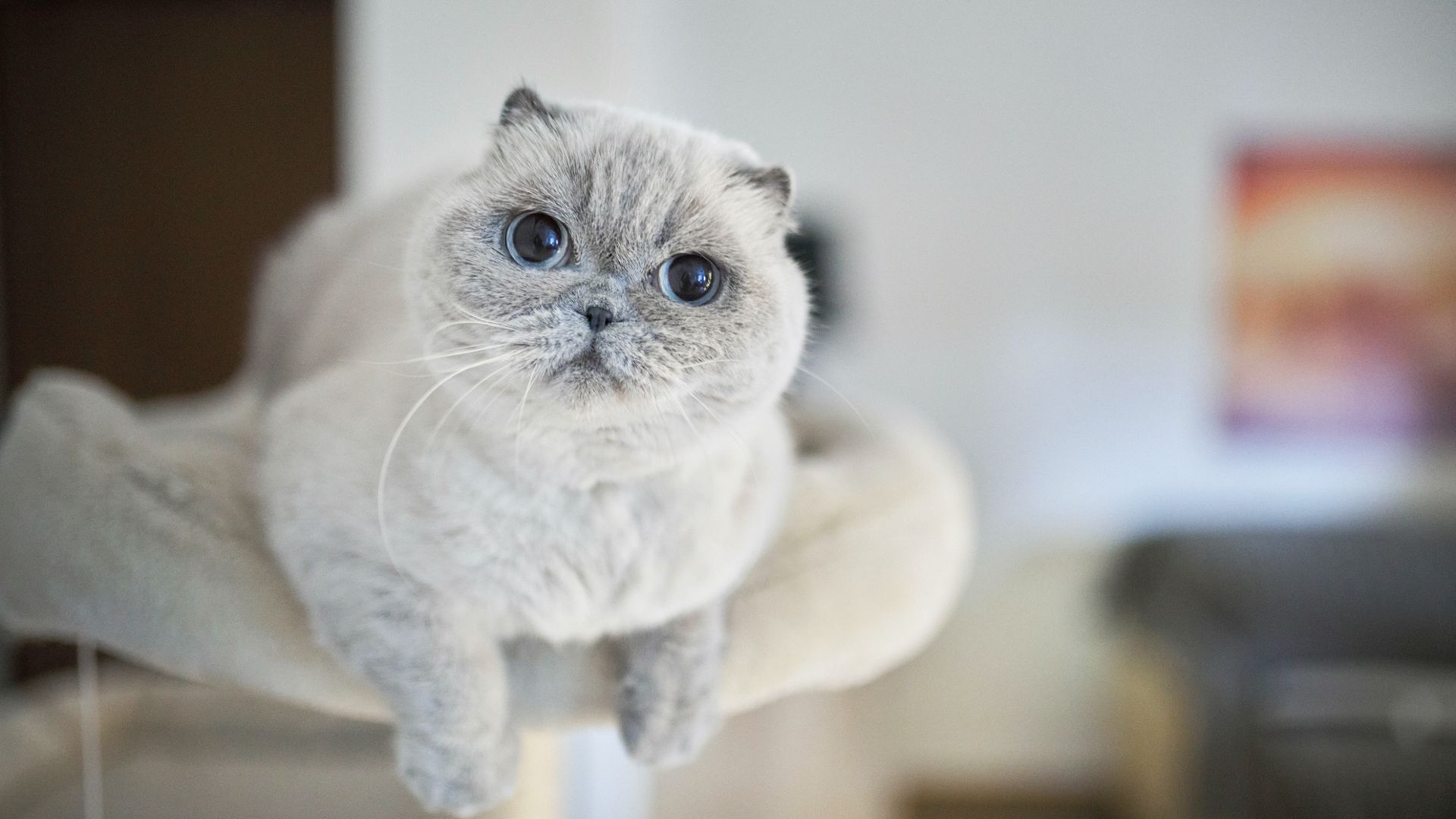 Scottish Fold sitting in a cat tower