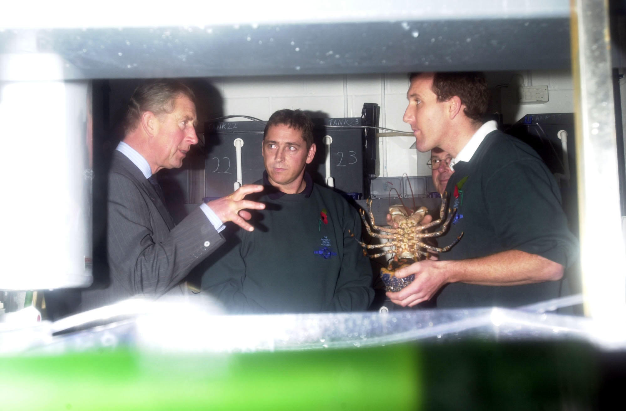 Lobsters at the National Lobster hatchery