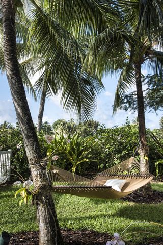 hammock hanging between two palm trees in lush tropical garden