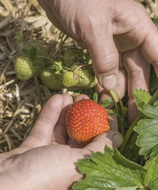 A hand feeling a strawberry that is almost ready for picking