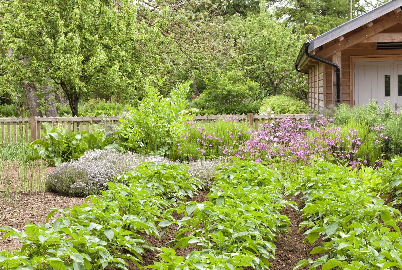 Companion Planting With Potatoes - What To Plant With Potatoes To Keep ...