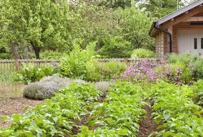 Rows Of Potato Plants In The Garden