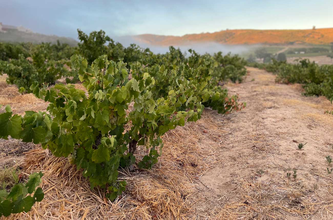 Plat'bos vineyard, Swartland, South Africa