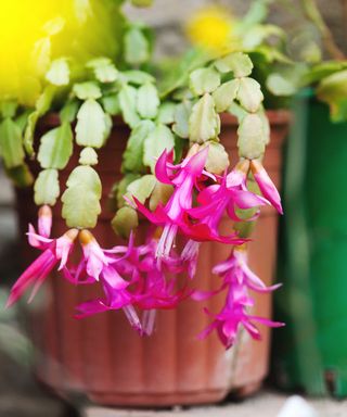 Christmas cactus in flower