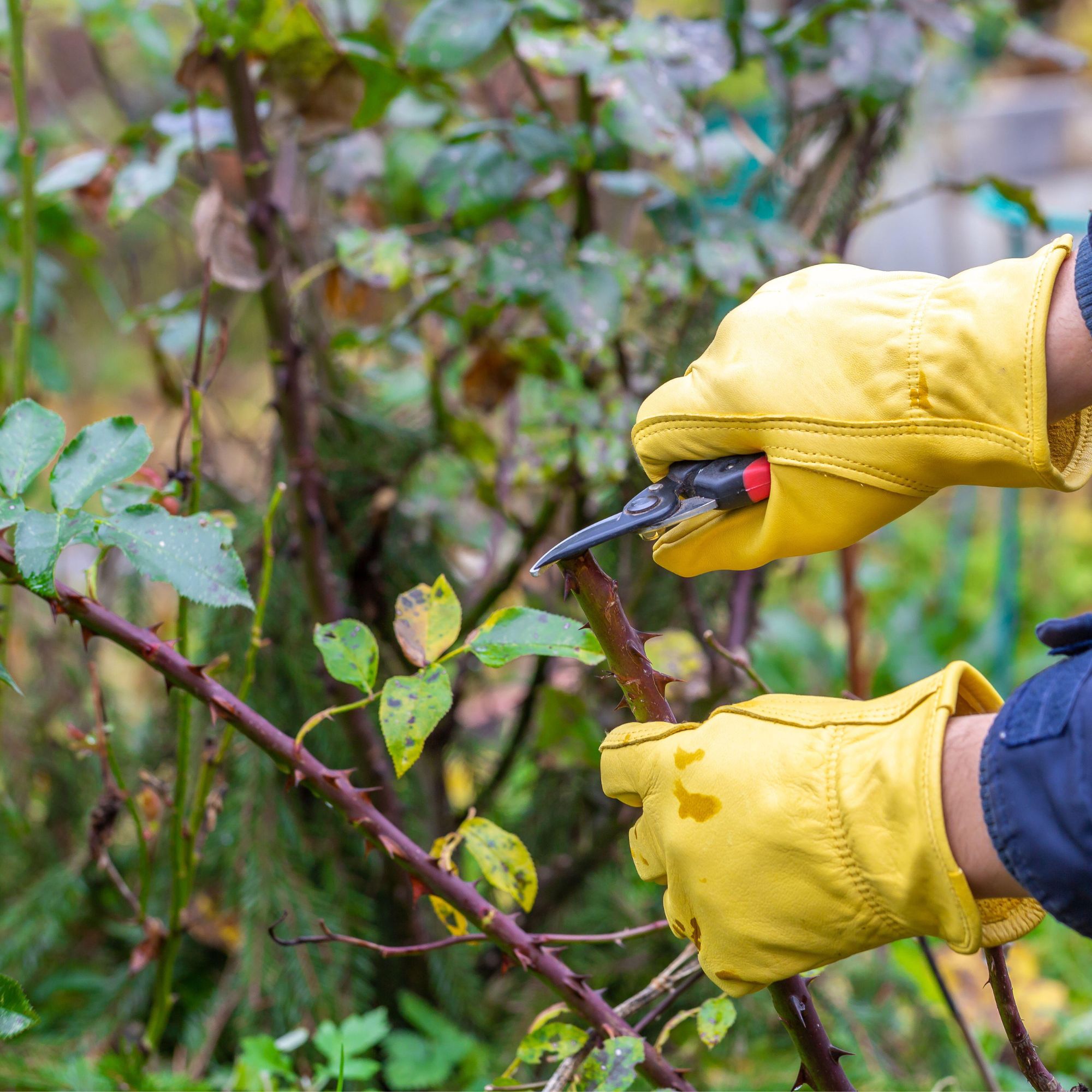 pruning roses in autumn