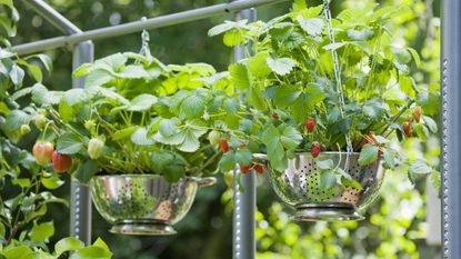 Strawberries growing in colander hanging baskets