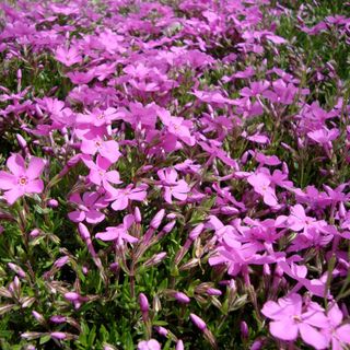 Emerald Pink Creeping Phlox