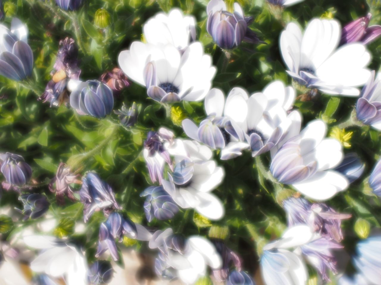 The lens can capture unique shots of flowers