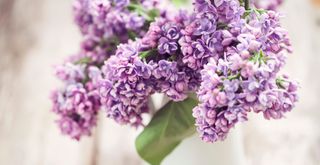 Lilac in white vase