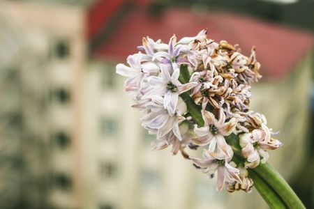 Browning Hyacinth Plant