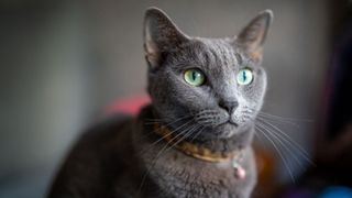 ​​Russian Blue cat