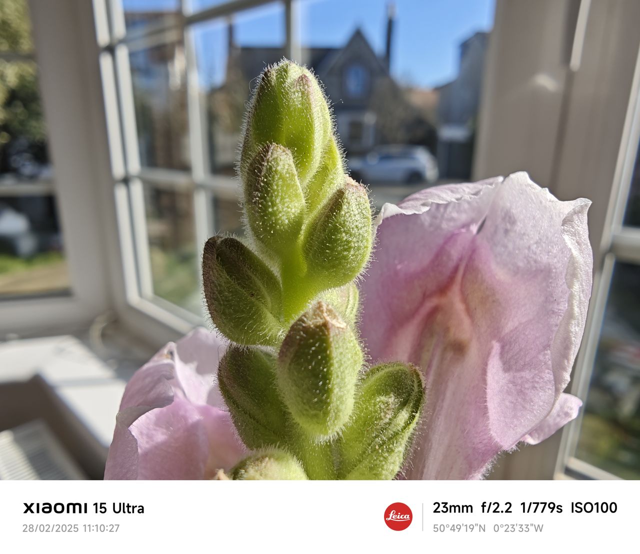 Xiaomi 15 Ultra camera sample flower macro