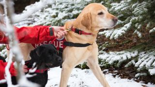 Two Labradors on a search and rescue mission in the snow