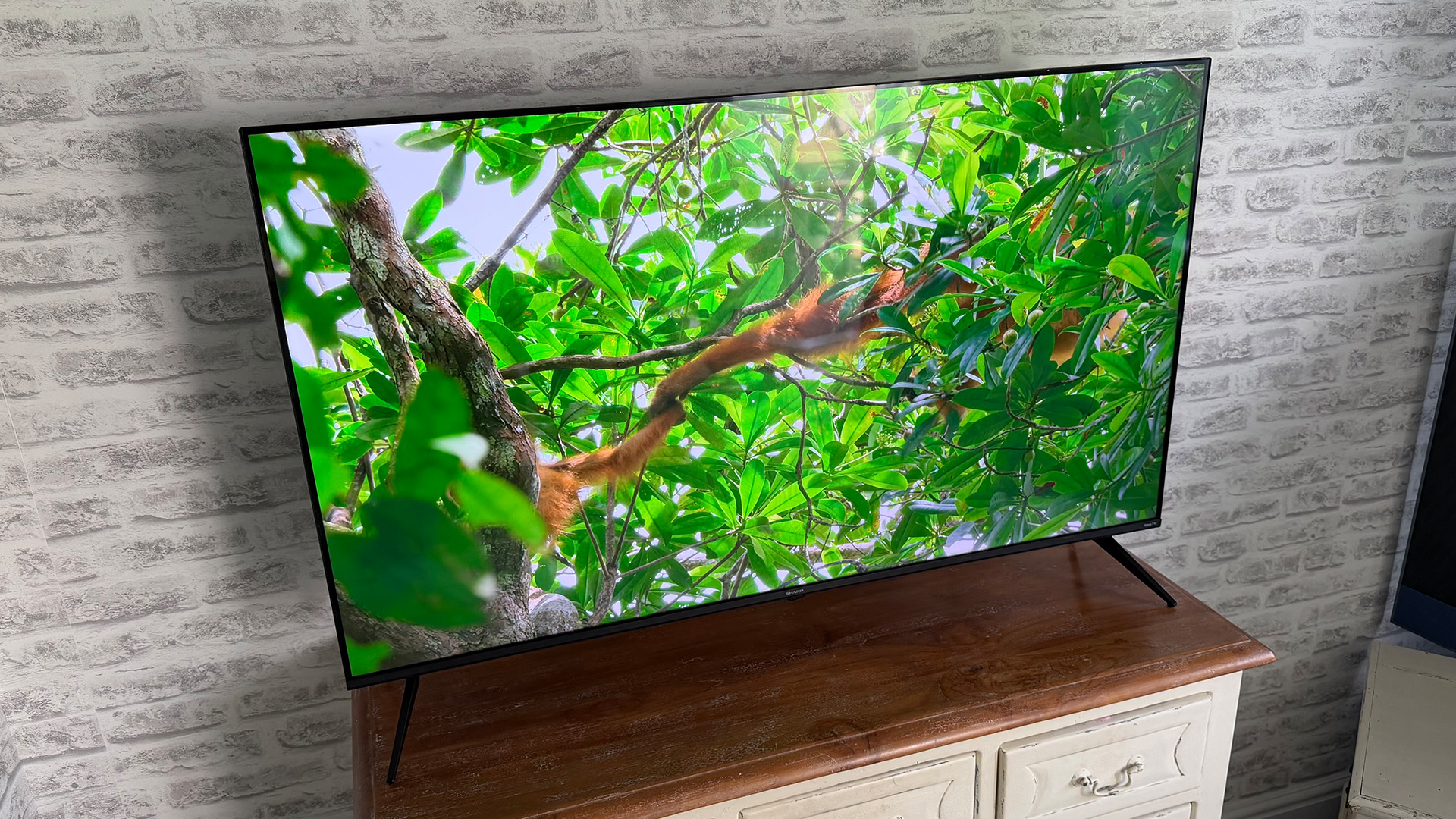 Sharp HJ6725K QLED TV, on screen is green foliage and snake
