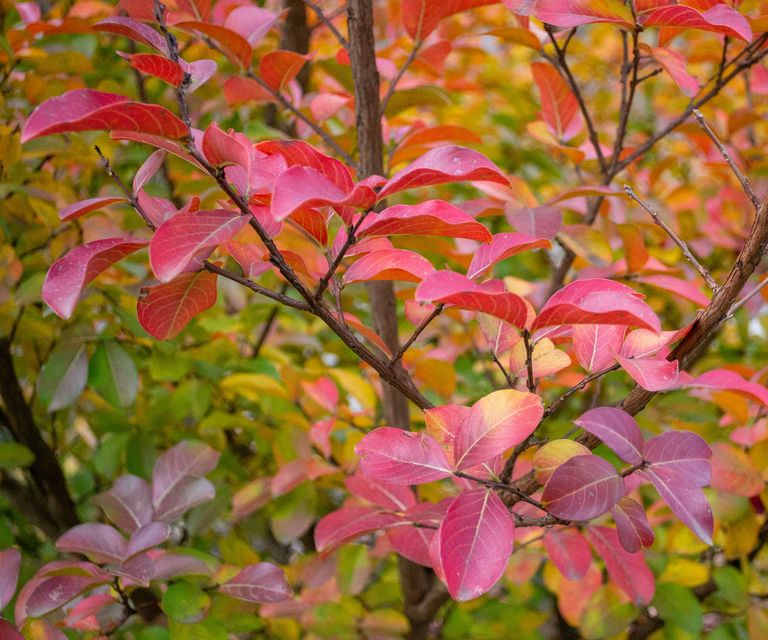 Crepe myrtle care and growing guide: tips for these trees | Homes & Gardens