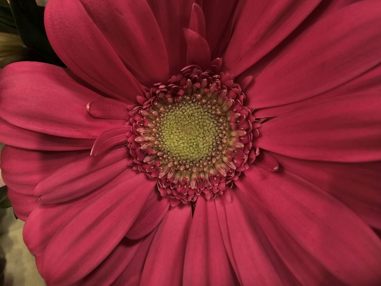 Samsung Galaxy S24 Ultra Macro Camera Sample.