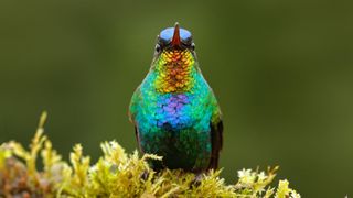 A fiery throated hummingbird sitting on a leafy branch.