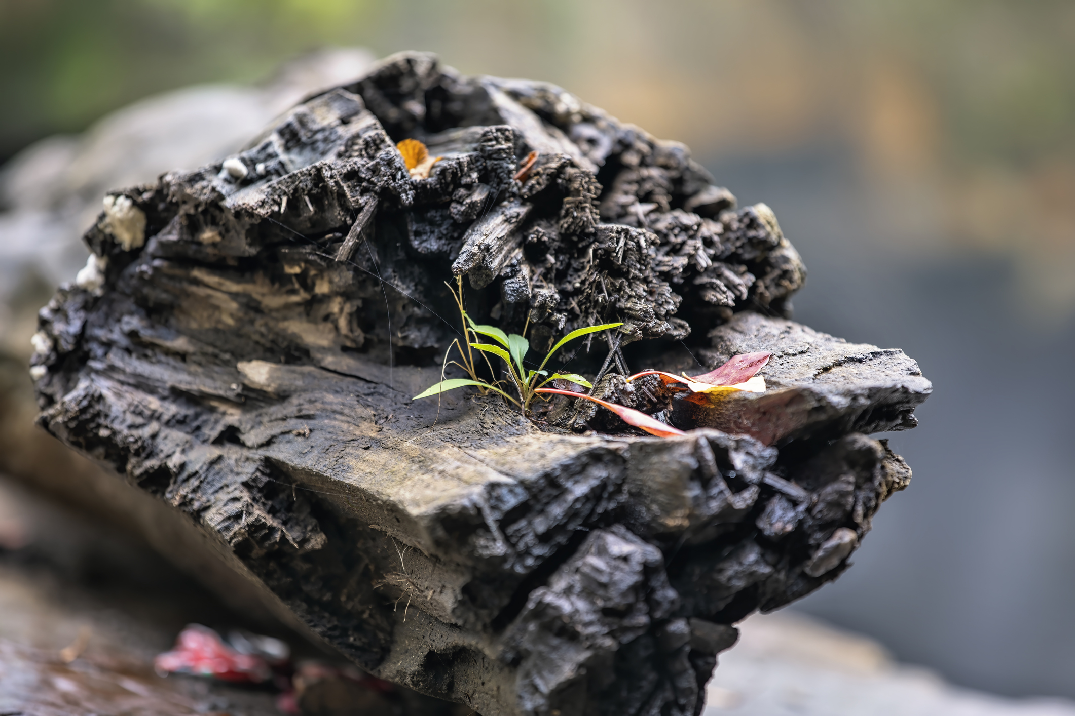 A sprout emerges from a dead log, symbolizing the circle of life, birth and death, estate planning.