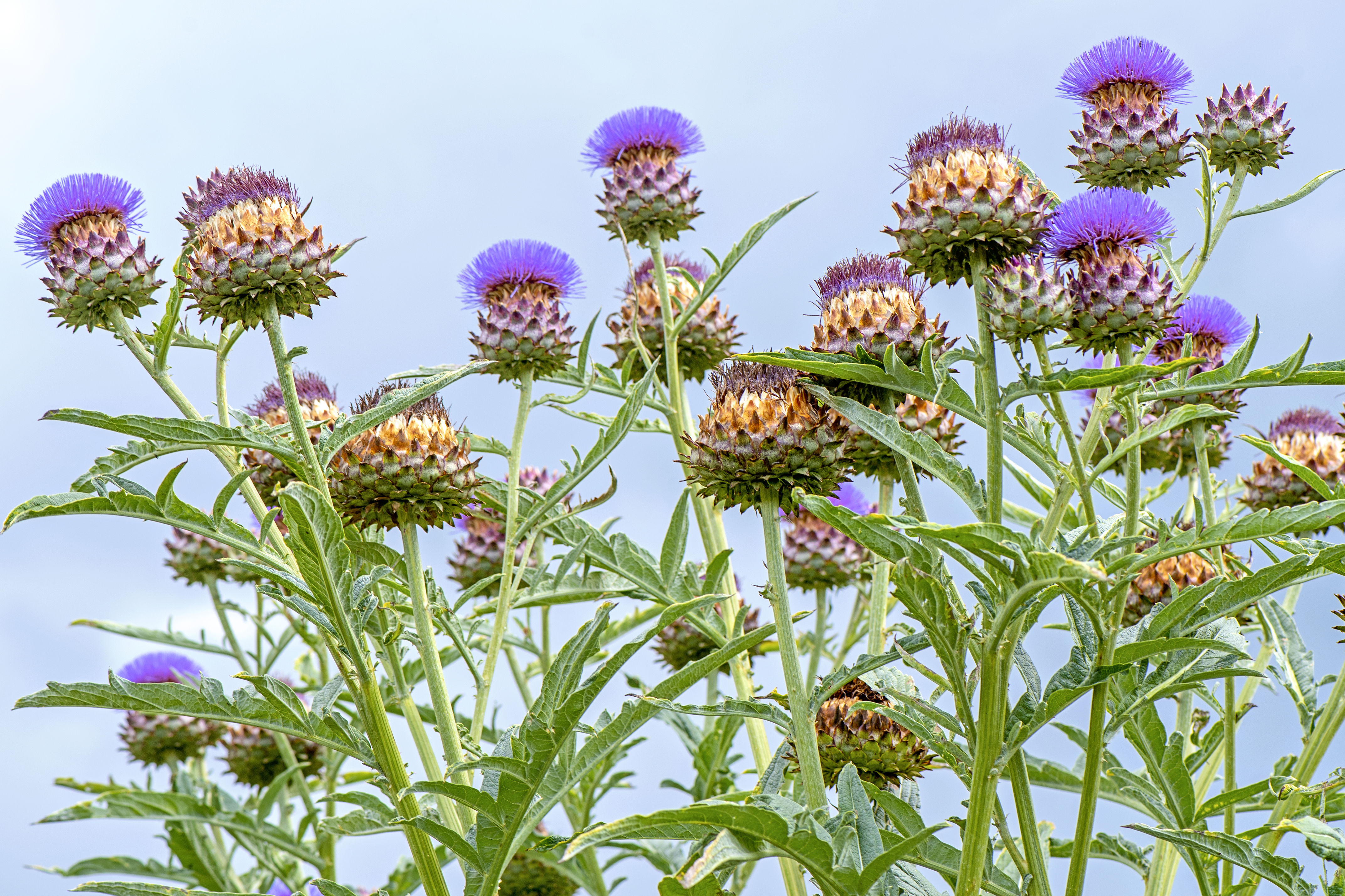 Close-up image of the beautiful summer flowering purple cardoon flowers