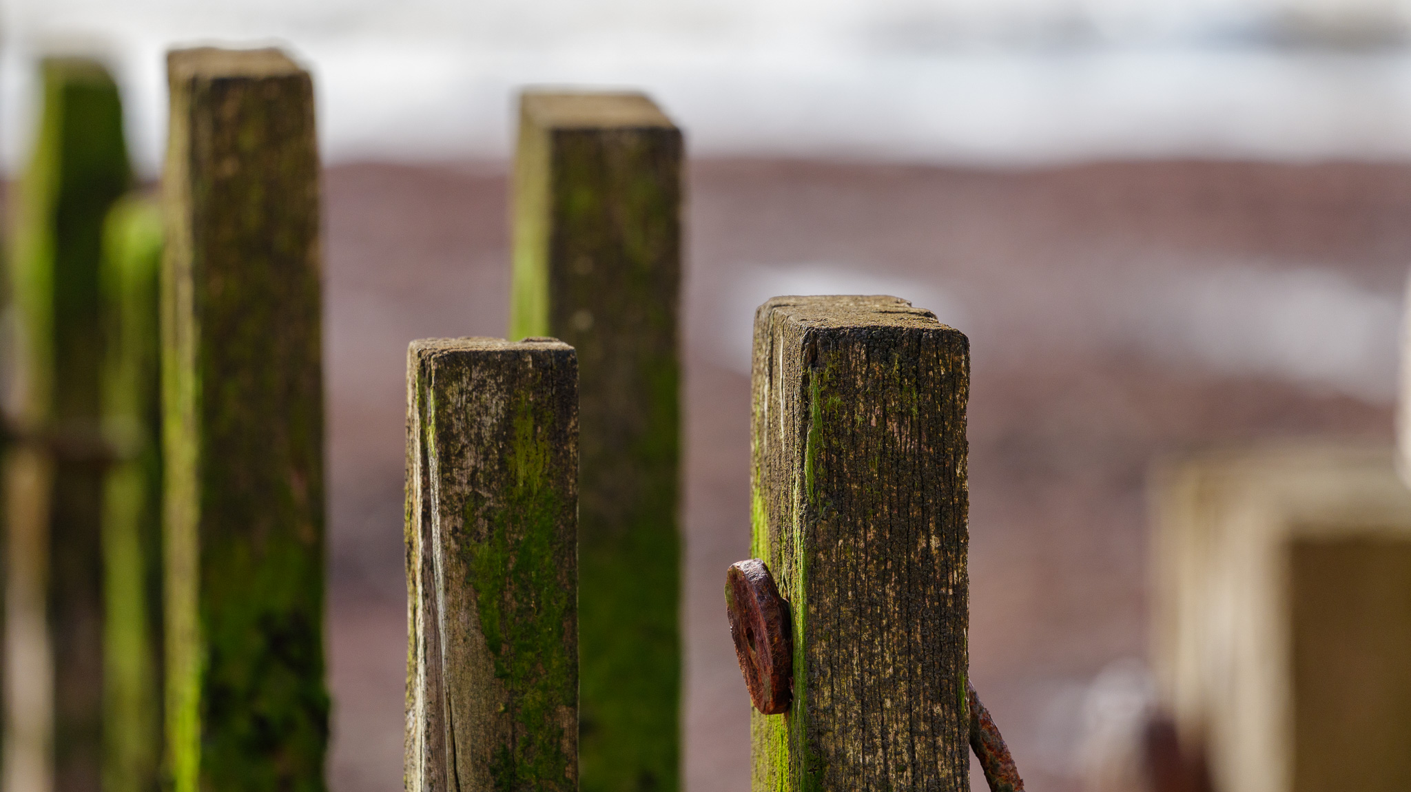 Photo shot on Panasonic Lumix S 100-500mm F5-7.1 O.I.S lens