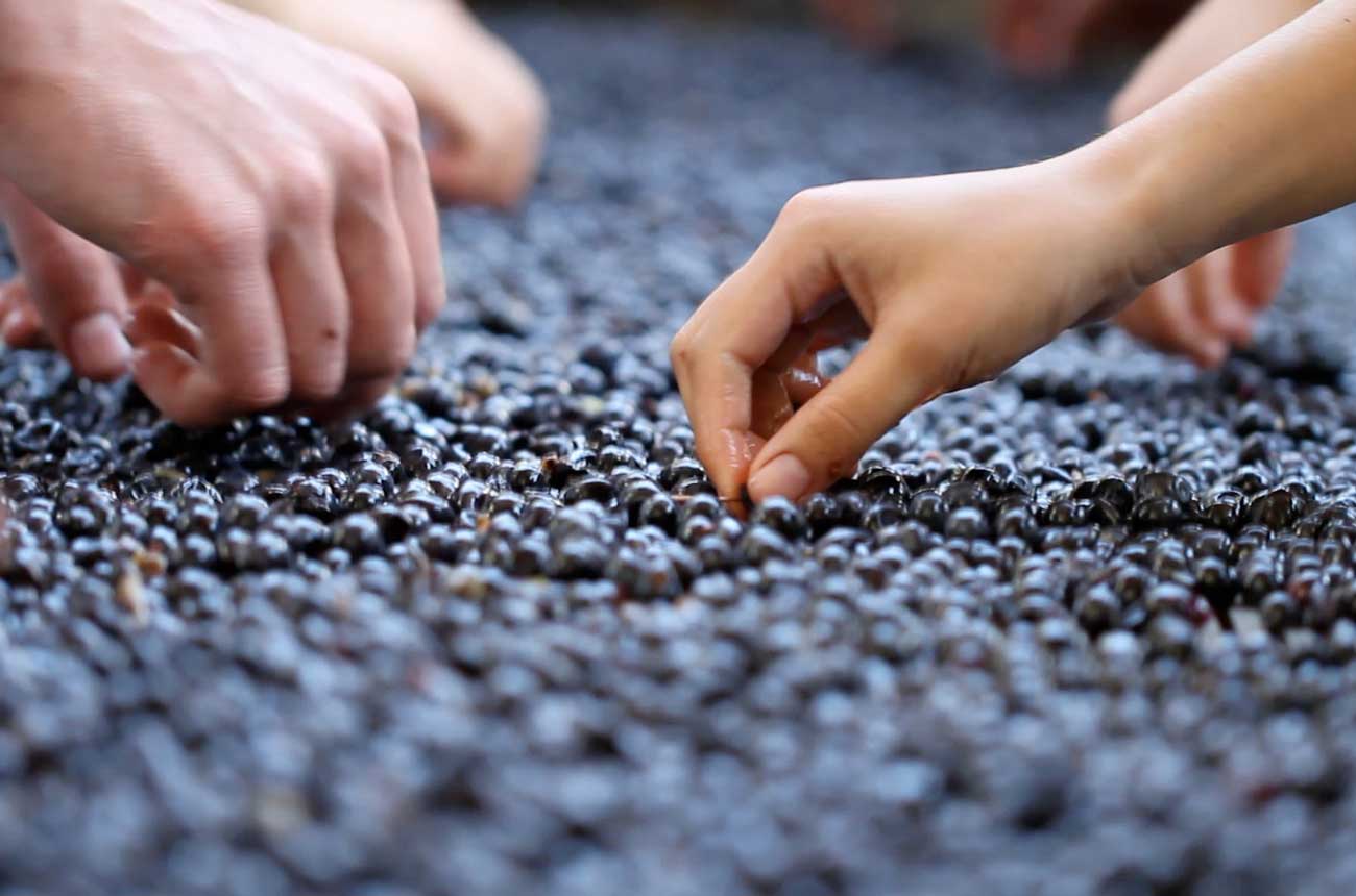 Sorting table at Woodlands Wines
