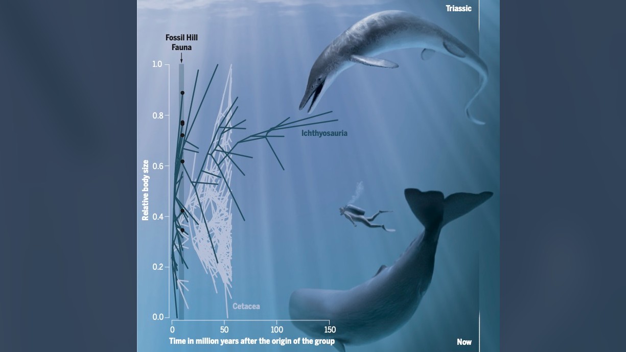 Ein direkter Vergleich zweier Ozeanriesen aus verschiedenen Epochen nebeneinander: Der triassische Cymbopsondylus youngorum (die neue Art, die in der Arbeit beschrieben wird) vs. der heutige Pottwal, mit menschlichem Maßstab.