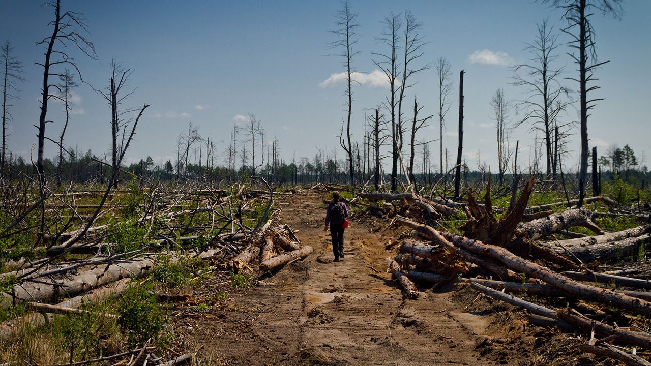 A person stands amidst a series of downed trees