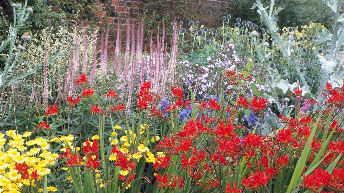 Expert tips on when and how to cut back perennials Gardeningetc