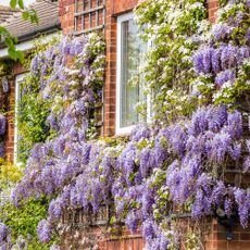 A red-bricked house covered in climbing wisteria 