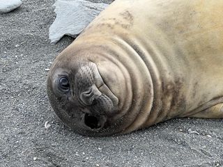 A brown seal in Antarctica