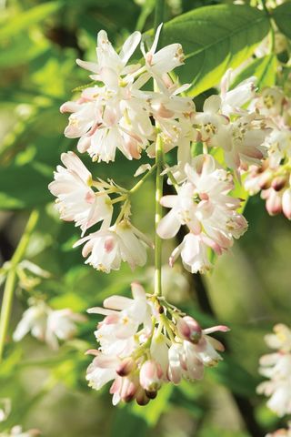 Bladdernut, aka Staphylea colchica