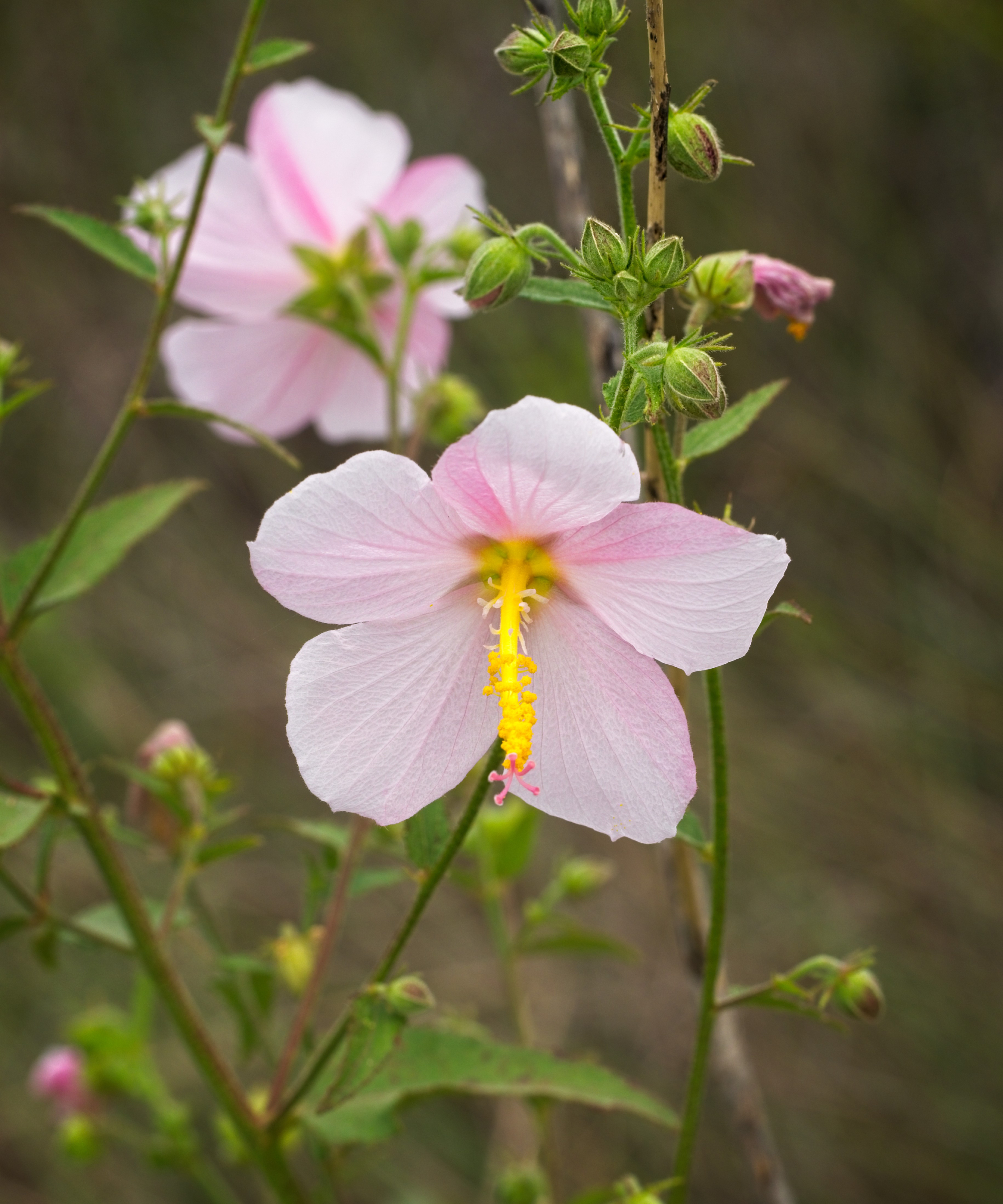 Sseashore Mallow - Kosteletzkya pentacarpos