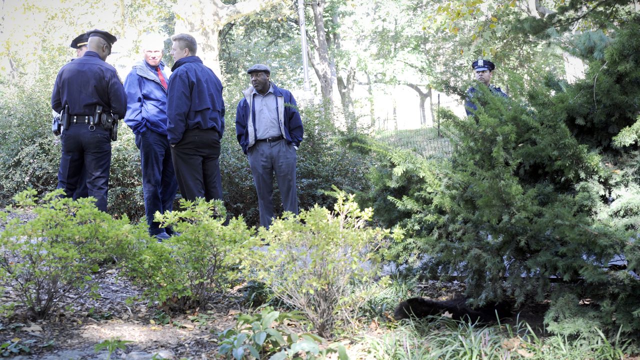 Dead bear cub discovered in Central Park in 2014, now known to have been put there by Robert Kennedy Jr.