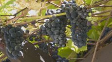 Three clusters of black grapes are ripening on vines