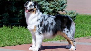 Australian shepherd dog