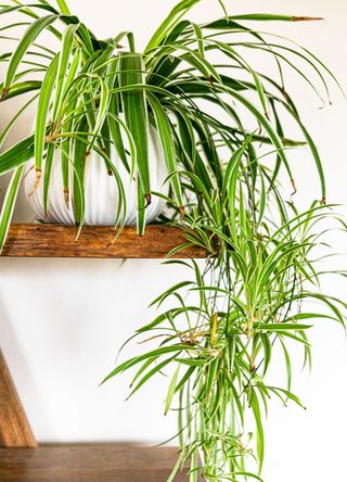 spider plant on shelf