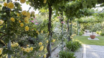 Roses and plant staking in a garden