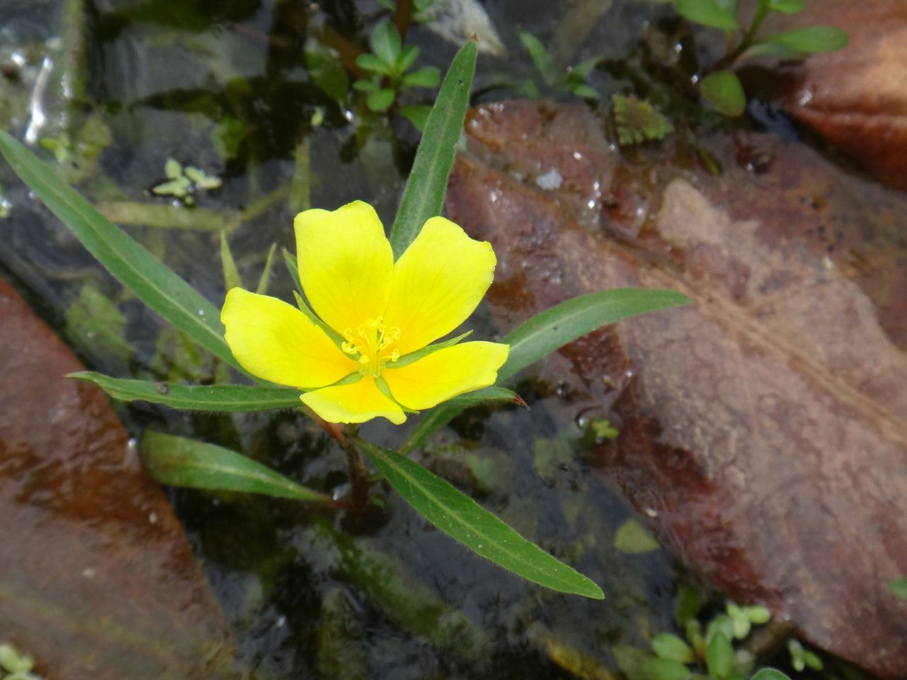 Yellow Seedbox Flower