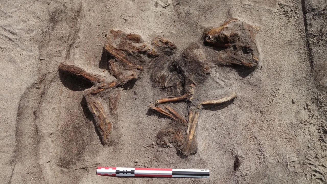 a dog skeleton in a grave